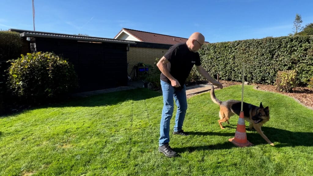 Lær din hund at løbe rundt om et træ eller andre objekter.